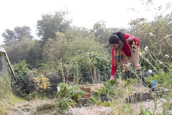 Woman maintaining her allotment — Stock Photo, Image