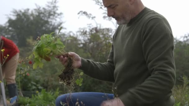 Preparing strawberries for replanting — Stock Video