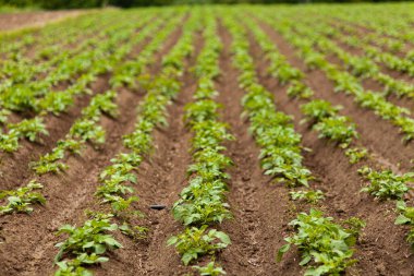Patates tarlası. Taze Yeşil Patates Tarlası Tarım Arkaplanı.