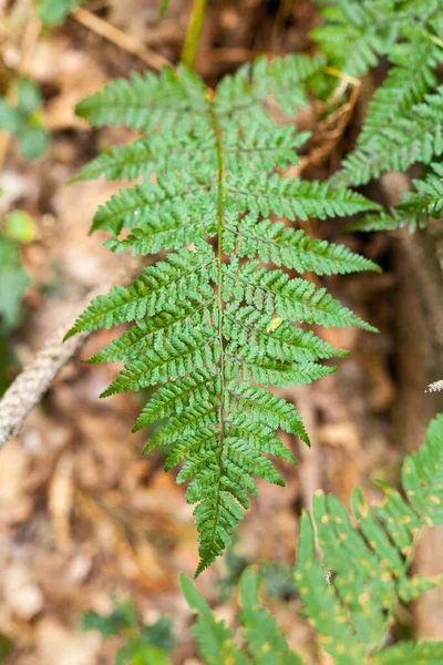 Növényi betegség. Zárja Uo of Fern Leaf elszíneződött. — Stock Fotó