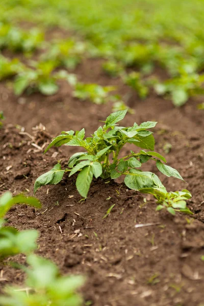 Potato Field. Fresh Green potato Field Agriculture Background.