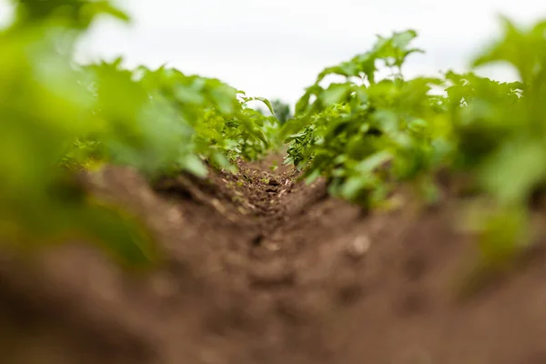 Potato Field. Fresh Green potato Field Agriculture Background.