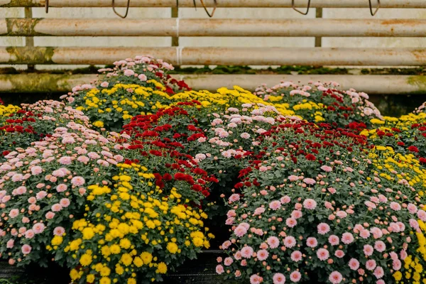 국화 꽃이 피는 장면. — 스톡 사진