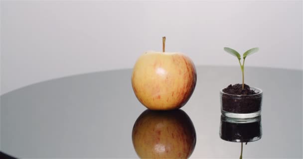 Φρέσκια Ώριμη Μήλο και Μικρή Νεαρή Μήλο - Έννοια Παραγωγής Φρούτων — Αρχείο Βίντεο