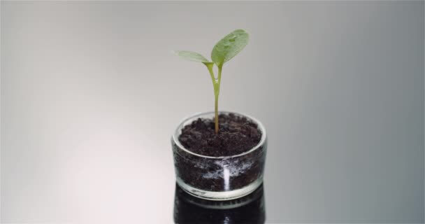 Koncepcja rolnictwa - młode rośliny obracające się na czarnym tle — Wideo stockowe