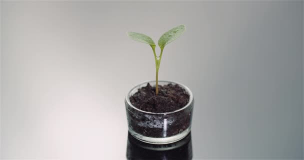 Zemědělství koncepce - Mladá rostlina rotující na černém pozadí — Stock video