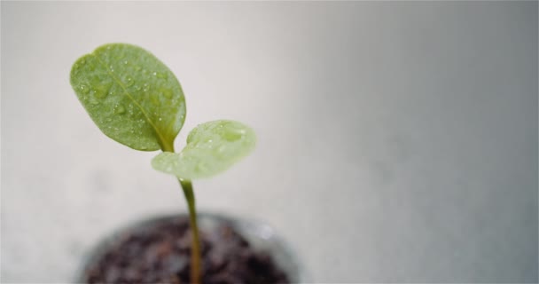 Koncepcja rolnictwa - młode rośliny obracające się na czarnym tle — Wideo stockowe