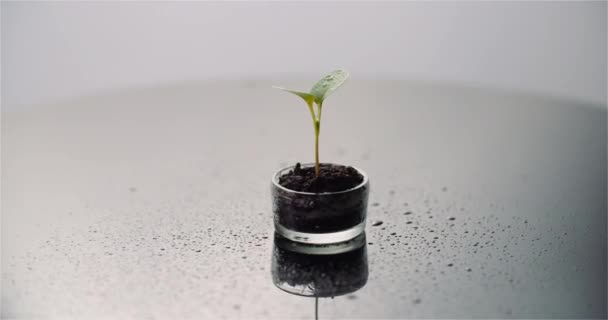 Mezőgazdasági koncepció - Fiatal növény forgatása fekete háttér — Stock videók