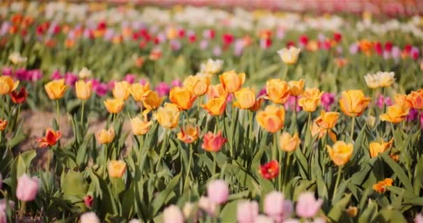 Blühende Tulpen auf dem Acker — Stockvideo