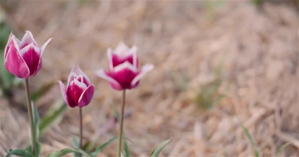 La floraison des tulipes sur le terrain agricole — Video