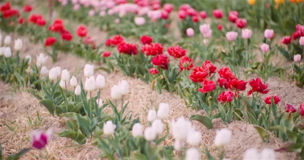 La floraison des tulipes sur le terrain agricole — Video