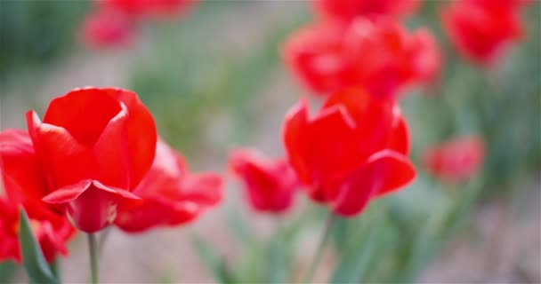 Großaufnahme von roten blühenden Tulpen auf einem Feld in den Niederlanden auf der Farm für Blumenplantagen — Stockvideo