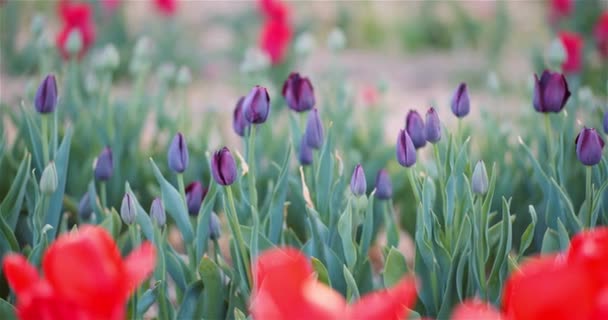 La floraison des tulipes sur le terrain agricole — Video