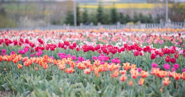 Kvetoucí tulipány na zemědělském poli — Stock video