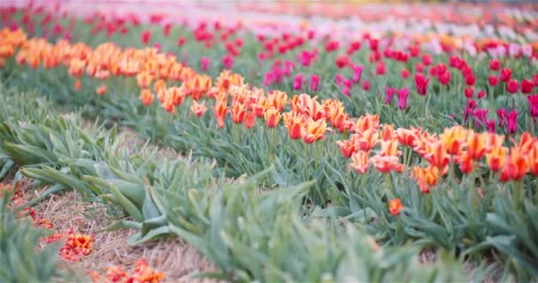 五彩缤纷的郁金香盛开在农田里.15.花卉种植。五彩斑斓的橙红色郁金香 — 图库视频影像