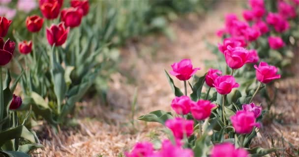 Tulipanes florecientes en la granja de plantación de flores — Vídeos de Stock