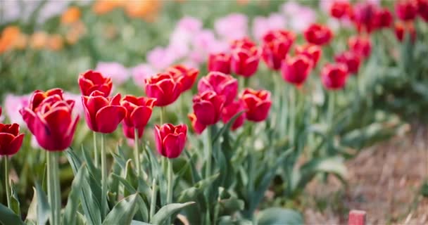 Kwitnące tulipany na plantacji kwiatów Farm — Wideo stockowe