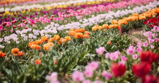 Bloeiende tulpen op bloemen Plantage Farm — Stockvideo