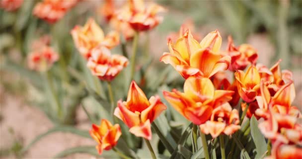 Bloeiende tulpen op bloemen Plantage Farm — Stockvideo