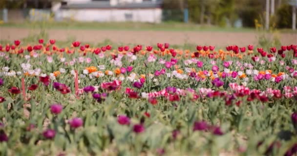 Bloeiende tulpen op bloemen Plantage Farm — Stockvideo