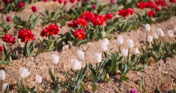 Schöne Tulpen blühen auf der Blumenplantage — Stockvideo