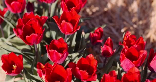 Kwitnące czerwone tulipany na plantacji kwiatów Farm — Wideo stockowe