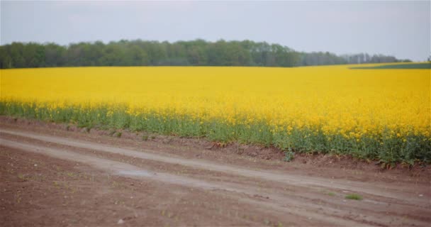 Jordbruk raps fält blommar. Brett skott av färska vackra rapsfrön blommor. — Stockvideo