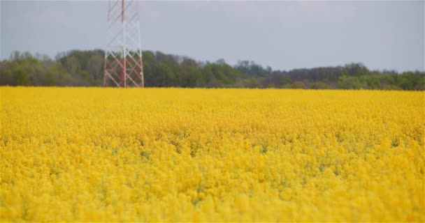 Agriculture Canola Rapeseed Field Blooming. Wide Shot of Fresh Beautiful Rapeseed Flowers. — Stock Video