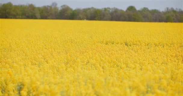 Agriculture Canola Rapeseed Field Blooming. Wide Shot of Fresh Beautiful Rapeseed Flowers. — Stock Video