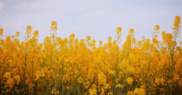 Landbouw Canola Rapeseed Field Blooming. Breed shot van verse mooie koolzaad bloemen. — Stockvideo
