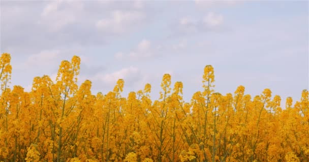 农业油菜籽地开花.新鲜美丽的菜籽花开了一枪. — 图库视频影像