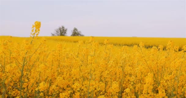 Agriculture Canola Colza Floraison des champs. Gros plan de belles fleurs de colza fraîches. — Video