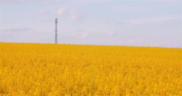 Panning Shot of Blooming Rapeseed Field Agriculture — Videoclip de stoc