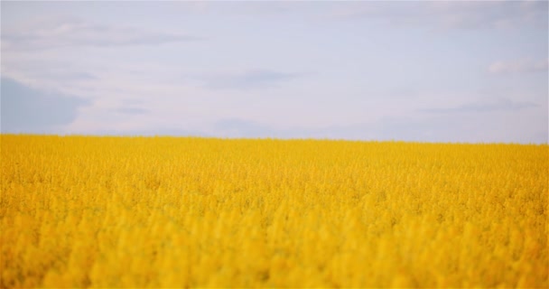 ( 영어 ) Canola Rapeseed Field Blooming. 신선하고 아름다운 라파에 시드 꽃을 넓게 찍은 사진. — 비디오