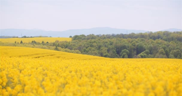 Zemědělství řepkové pole řepky. Široký záběr čerstvé krásné řepky květiny. — Stock video