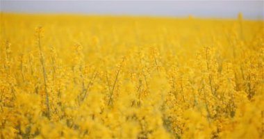 Tarım Kanola Tecavüz Tohumu Alanı çiçek açıyor. Geniş Çekim Taze Güzel Kolza Tohumu Çiçekleri.