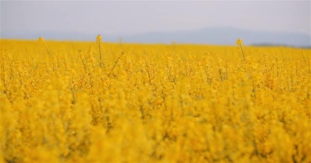 Landbouw Canola Rapeseed Field Blooming. Breed shot van verse mooie koolzaad bloemen. — Stockvideo