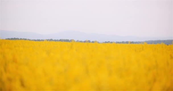 Сільське господарство Канола Ріпакове поле Цвітіння. Широкий знімок свіжих красивих ріпакових квітів . — стокове відео