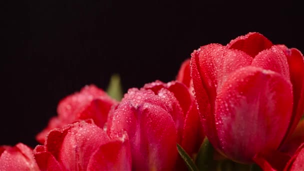 Flores frescas tulipas no fundo preto — Vídeo de Stock