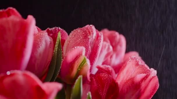 Krople rosy na świeże tulipany na czarnym tle — Wideo stockowe