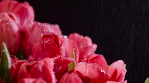 Капли росы на свежие тюльпаны на черном фоне — стоковое видео