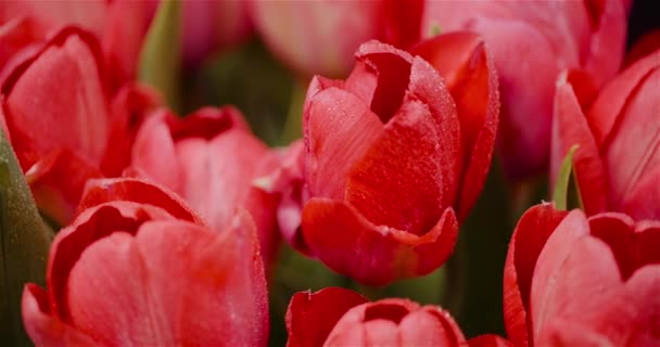 Fleurs fraîches Tulipes sur fond noir — Video