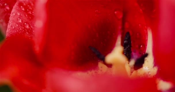 Verse bloemen tulpen op zwarte achtergrond — Stockvideo