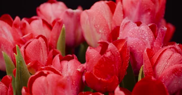 Świeże kwiaty Tulipany na czarnym tle — Wideo stockowe