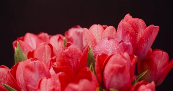 Kapky rosy na čerstvé tulipány na černém pozadí — Stock video