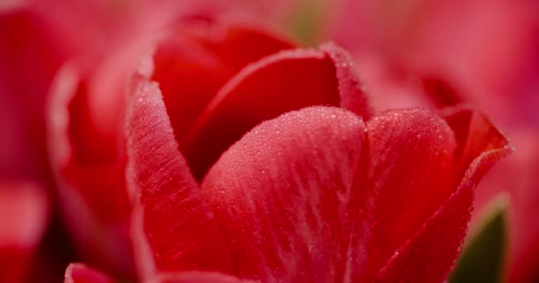 Tulip Bunga Segar di Latar Belakang Hitam — Stok Video