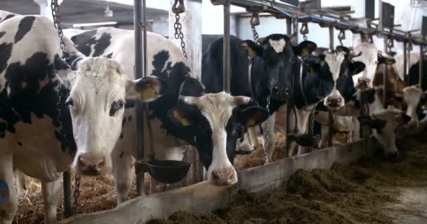 Vache mangeant du foin dans l'agriculture de grange agricole. Vaches laitières dans une étable agricole. — Video