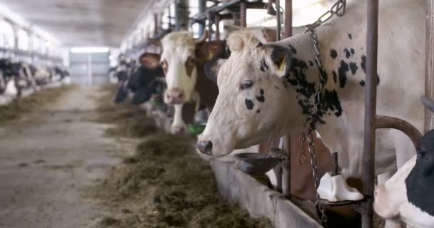 Krowy jedzące siano na farmie. Krowy mleczne w oborze rolniczej. — Wideo stockowe