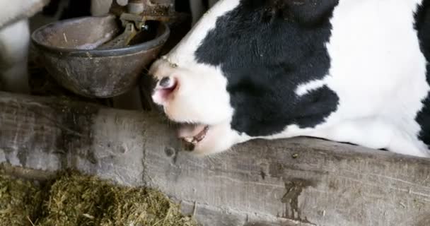 Vaca comendo feno na fazenda celeiro agricultura. Vacas leiteiras em celeiro agrícola, estábulo. — Vídeo de Stock