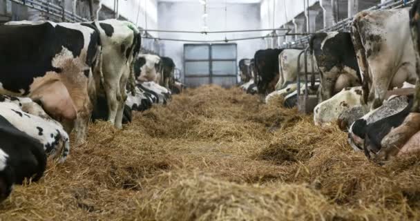 Vaca comiendo heno en la agricultura de graneros. Vacas lecheras en granero agrícola, establo. — Vídeo de stock